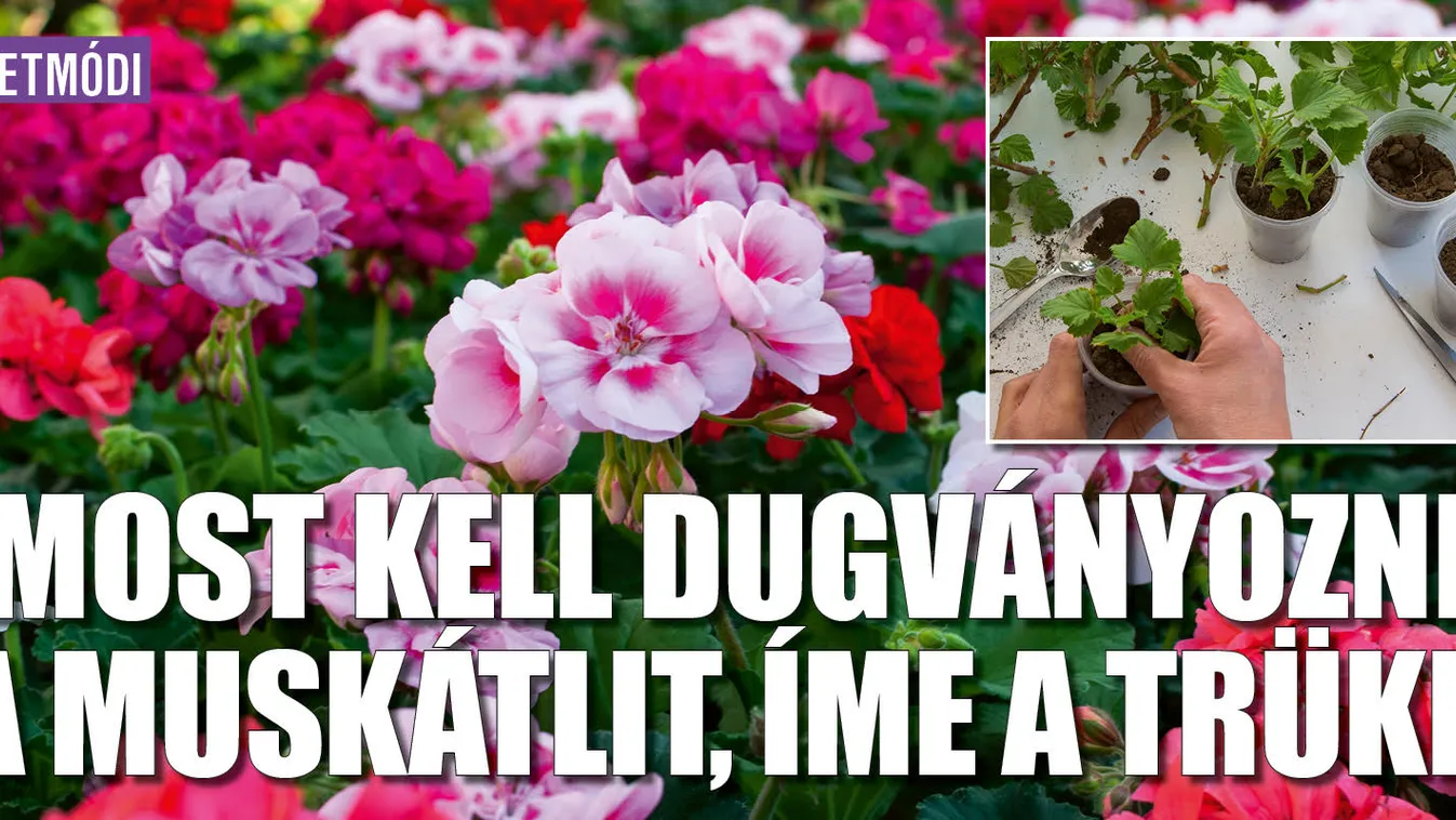 Most kell dugványozni a muskátlit, íme a trükk