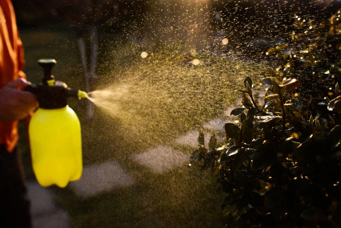 Gardener,Spraying,Euonymus,Tree,Against,Plant,Diseases,And,Pests,With