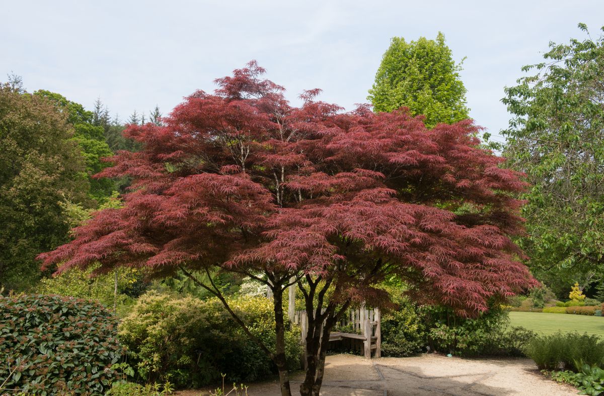 Acer,Palmatum,(japanese,Maple,Tree),In,A,Country,Cottage,Garden