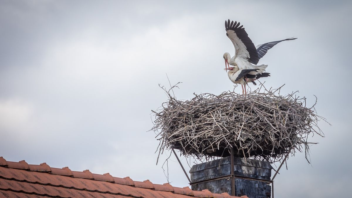 Kisvárdai állatkínzás: kilőttek egy gólyát, el is pusztult