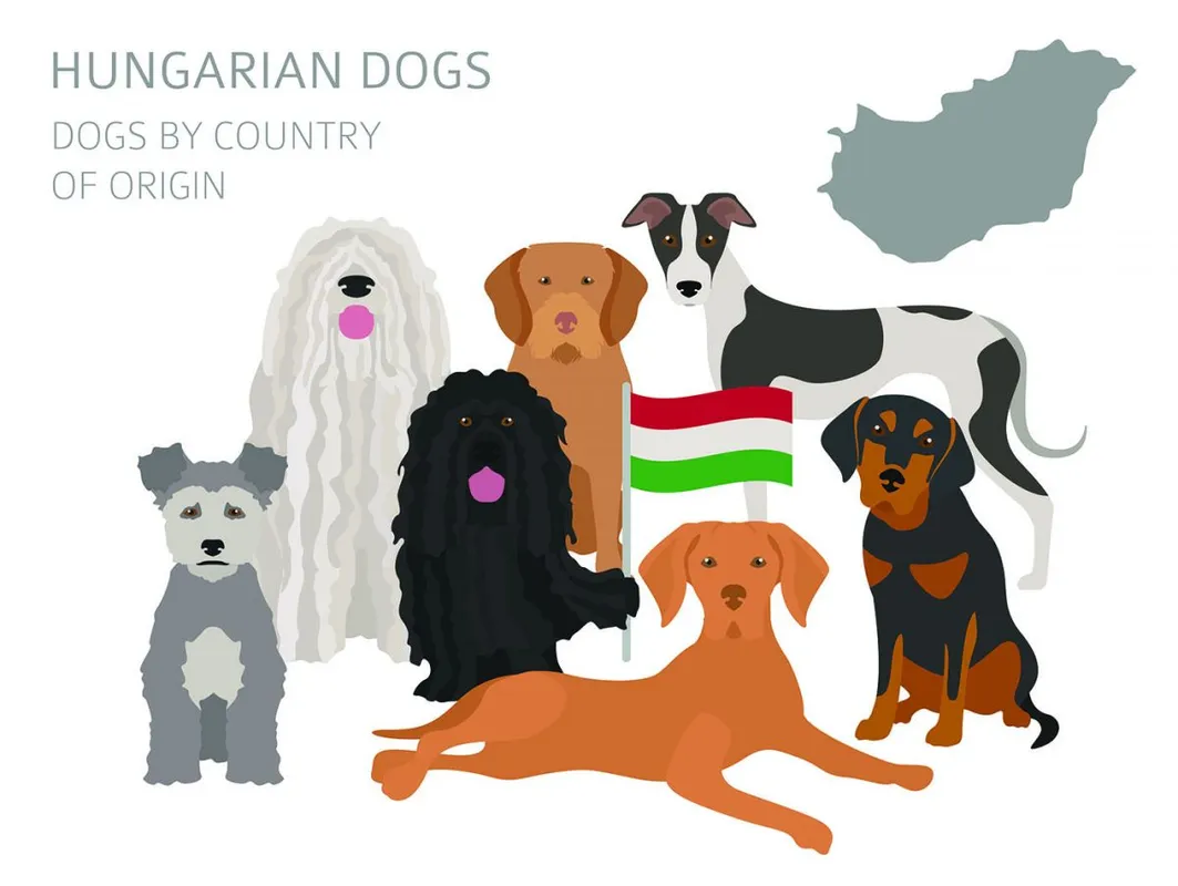 Egyre népszerűbbek az ősi magyar kutyafajták.