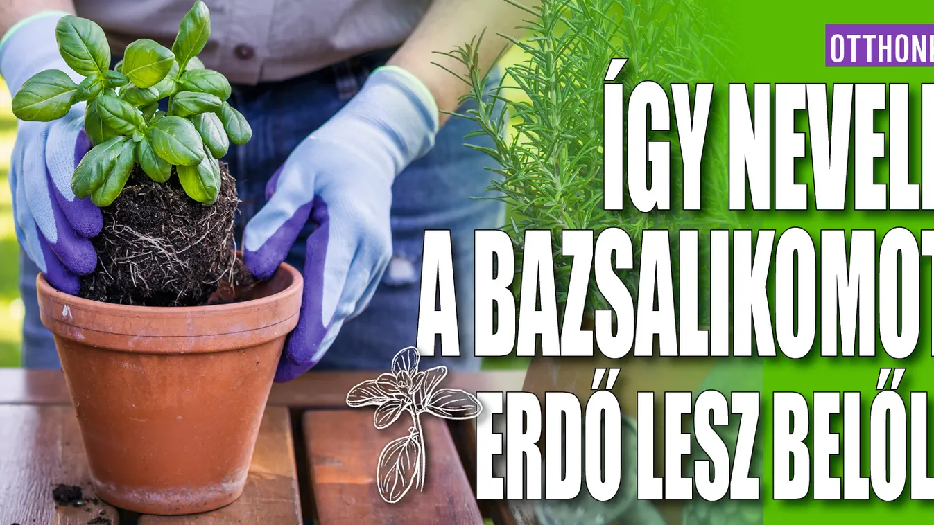 Így neveld a bazsalikomot, erdő lesz belőle