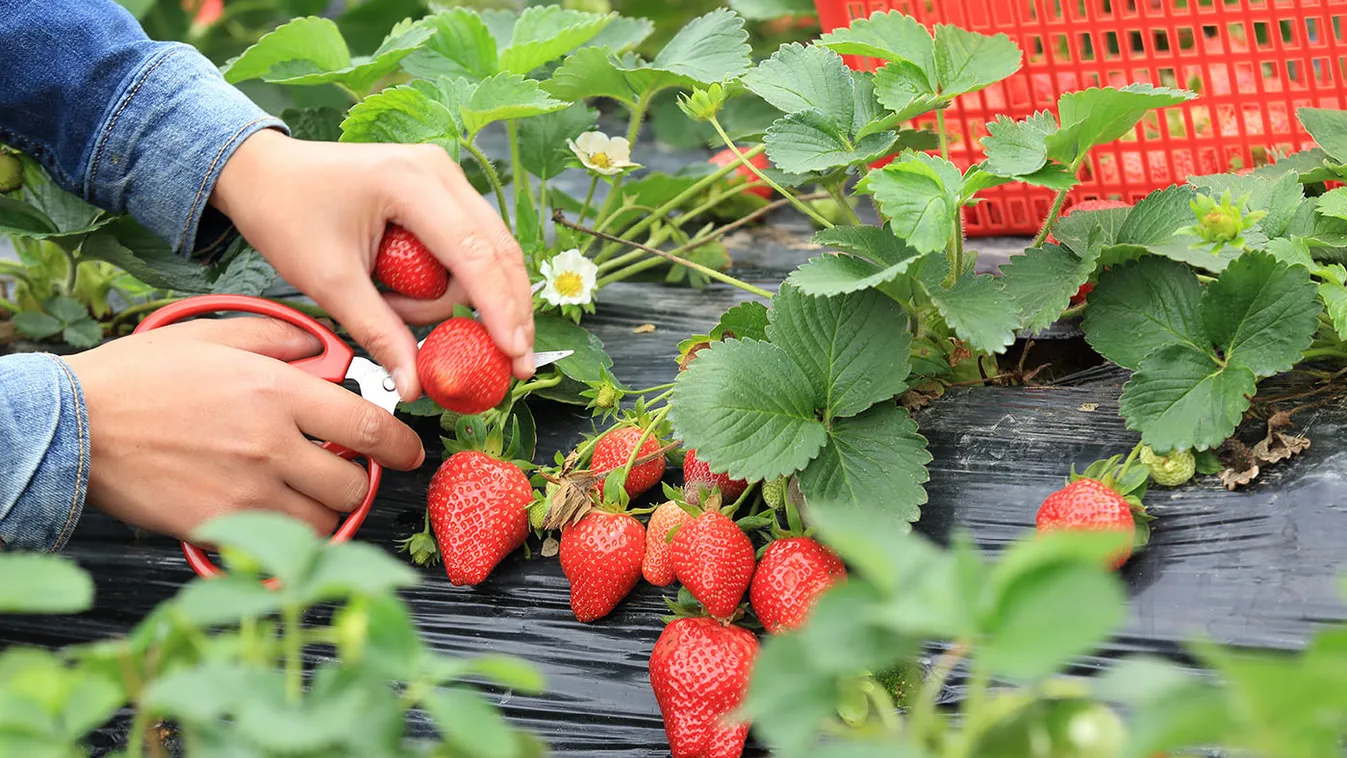 Így gondozd az epret virágzás után, gyönyörű lesz a termés