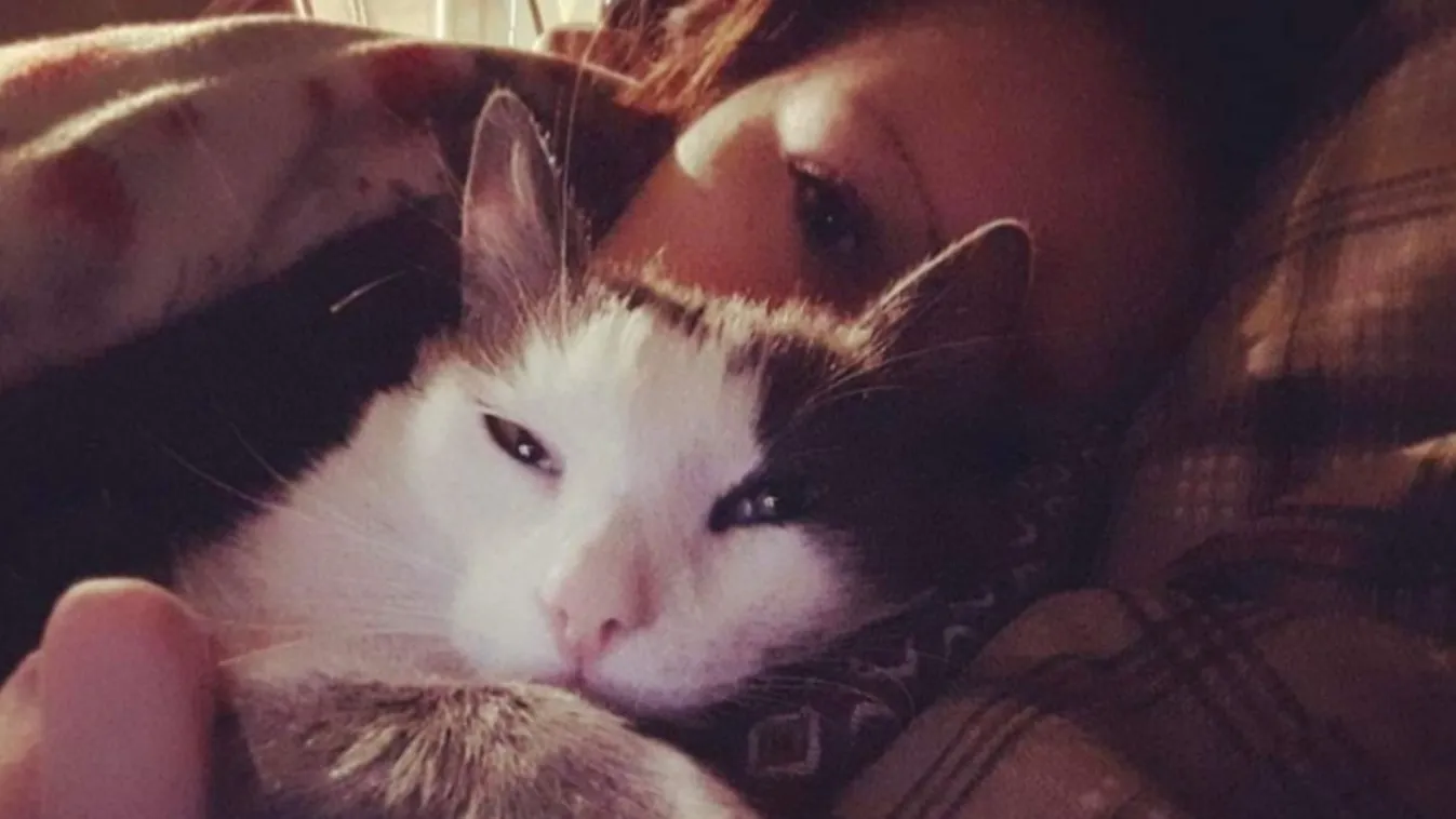 Légpuskával vadásszák le a macskákat Pesterzsébeten − fotók!