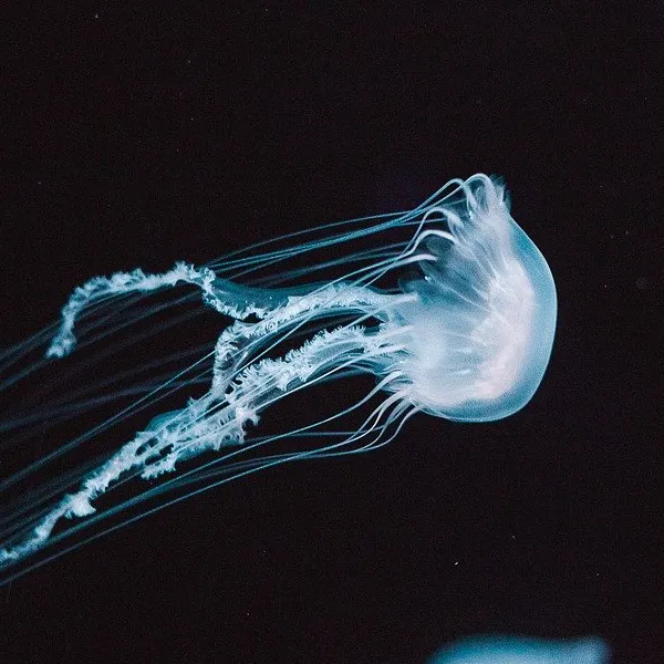 Lenyűgöző nagyságú medúza került lencsevégre