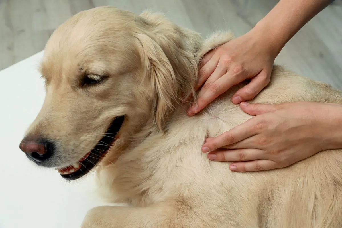 Woman,Checking,Dog's,Skin,For,Ticks,On,Blurred,Background,,Closeup