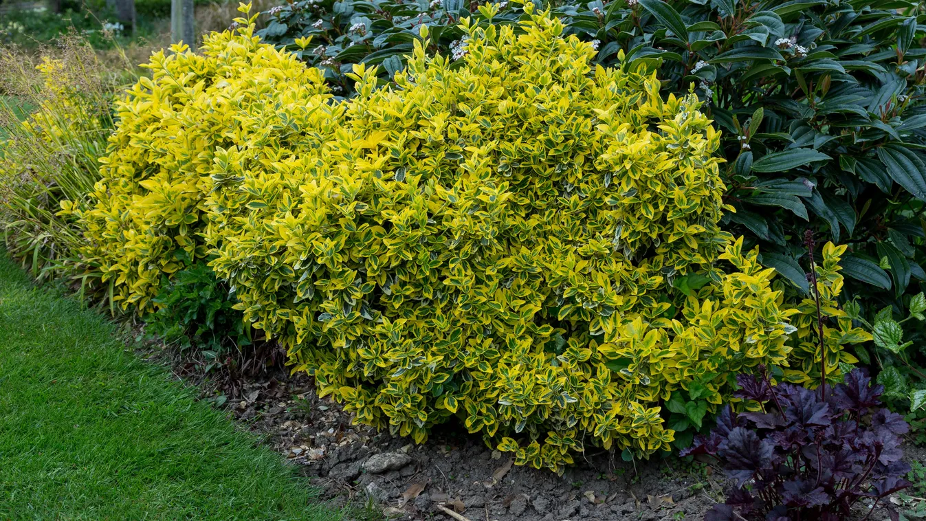 A kecskerágót is pusztítja a rettegett kártevő