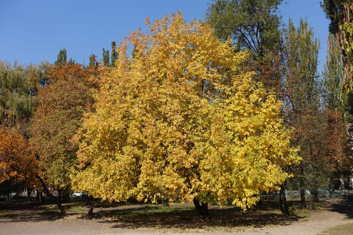 Full,Length,View,Of,Ash,Tree,In,October