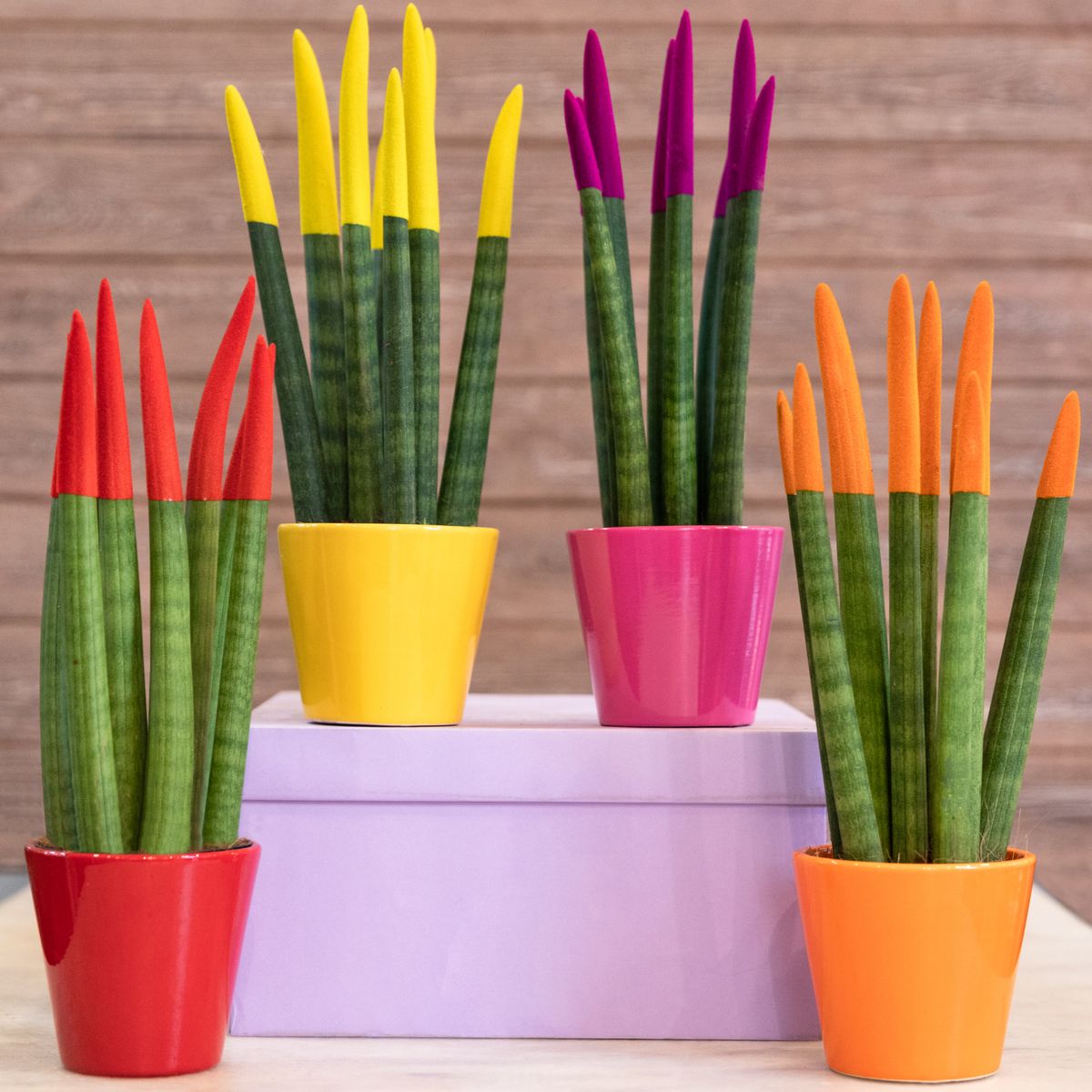 Colorful,Sansevieria,Cylindrica,Snake,Plants
