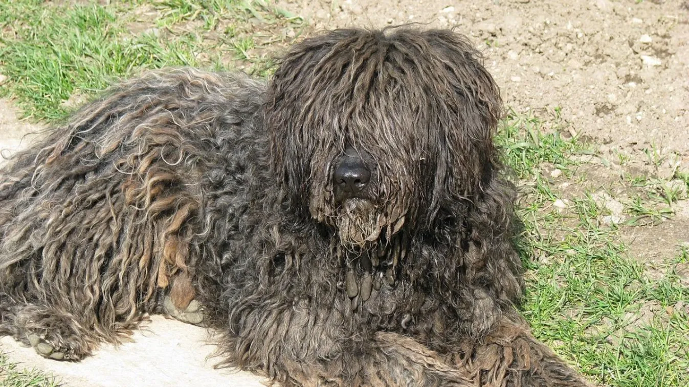 Vérfagyasztó: halálra kínoztak egy pulit Zsákán