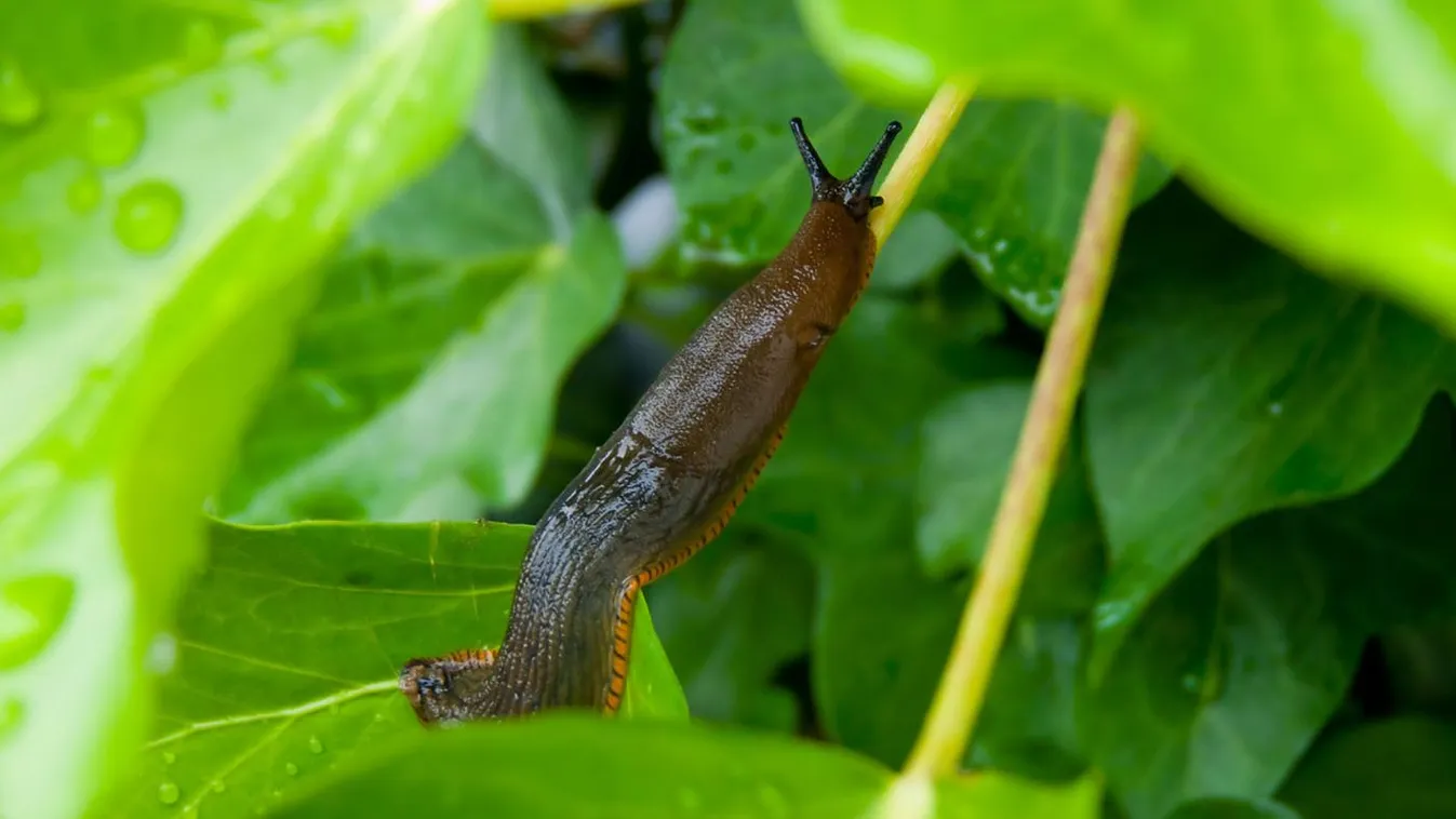 Így menti meg kertedet a sörcsapda