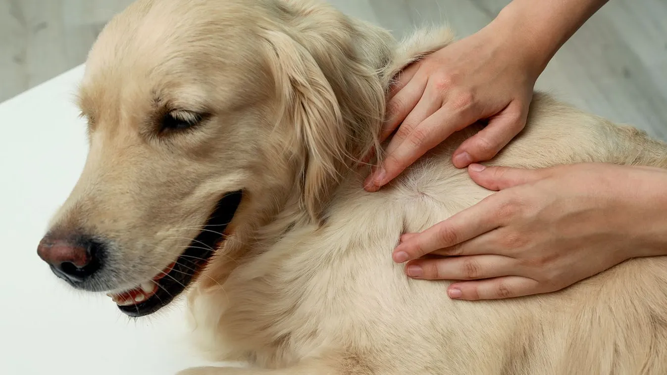 Woman,Checking,Dog's,Skin,For,Ticks,On,Blurred,Background,,Closeup