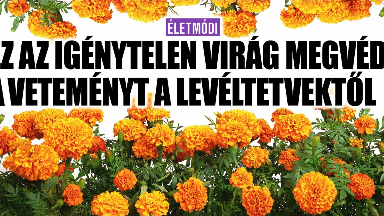 Ez a virág megvédi a veteményt a levéltetvektől