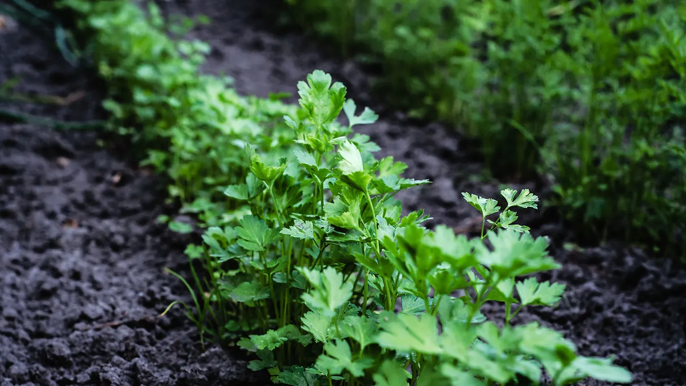 Sok a petrezselymed? Így rakd el télre