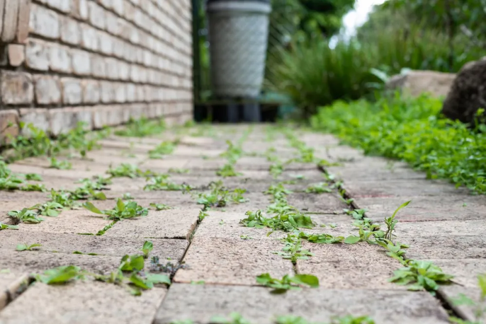 Garden,Path,With,Weeds,Growing,Between,Pavers,On,An,Overcast