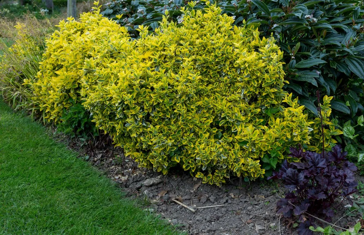 Euonymus,Fort,Emerald,'n',Gold,,Evergreen,Shrub,In,The,Garden