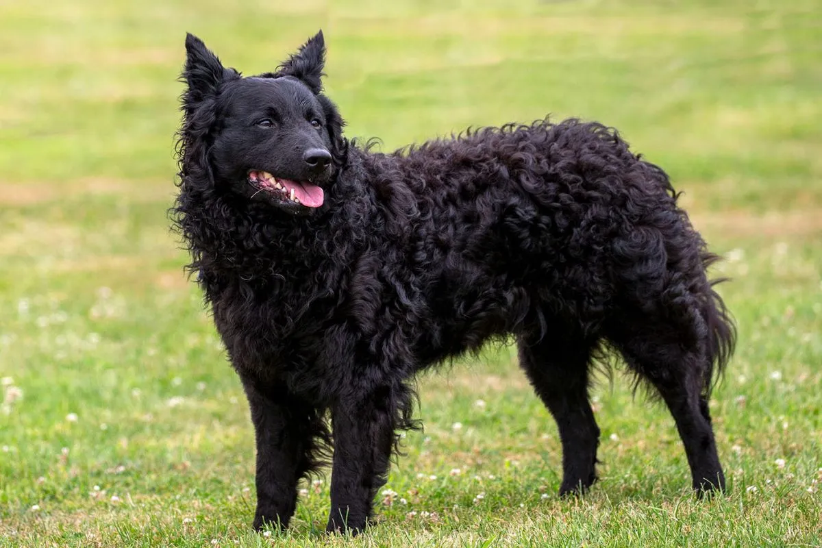 Határozott gazdira van szüksége a mudinak.