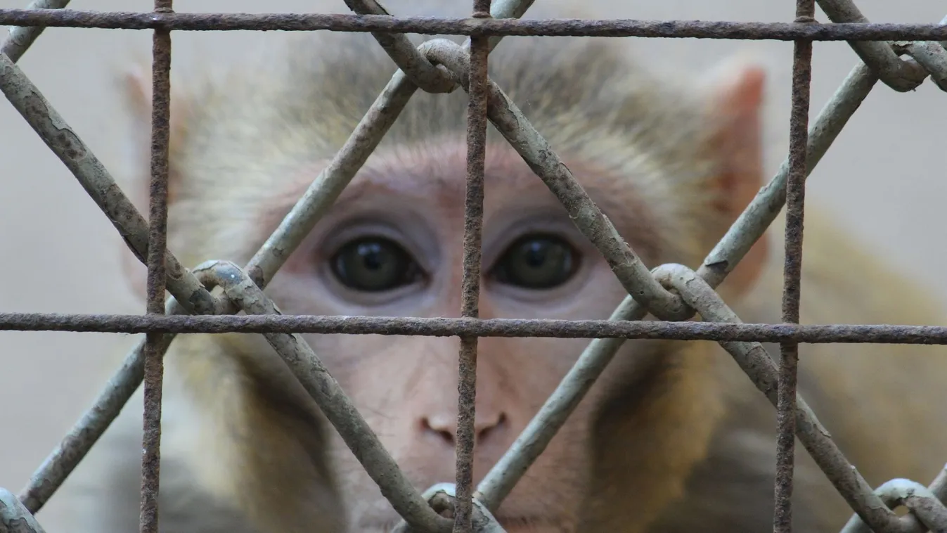 Ezt számolták ki a majomhimlő terjedéséről – videó