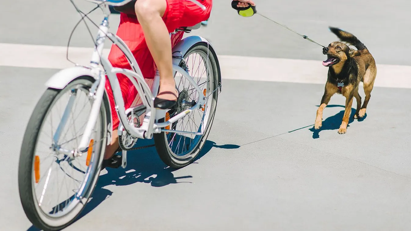 Biciklizés kutyával: A legtöbben rosszul tudják ezt a KRESZ-szabályt