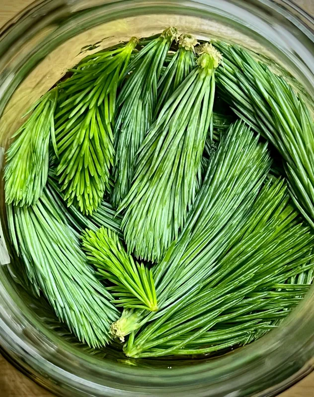 Érdemes naponta megkavarni a készülő fenyőrügy szirupot; szűrés után fogyasztható is.