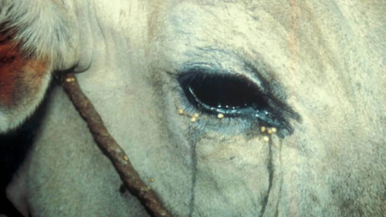 Horrorállapotok az állatfarmokon – videó