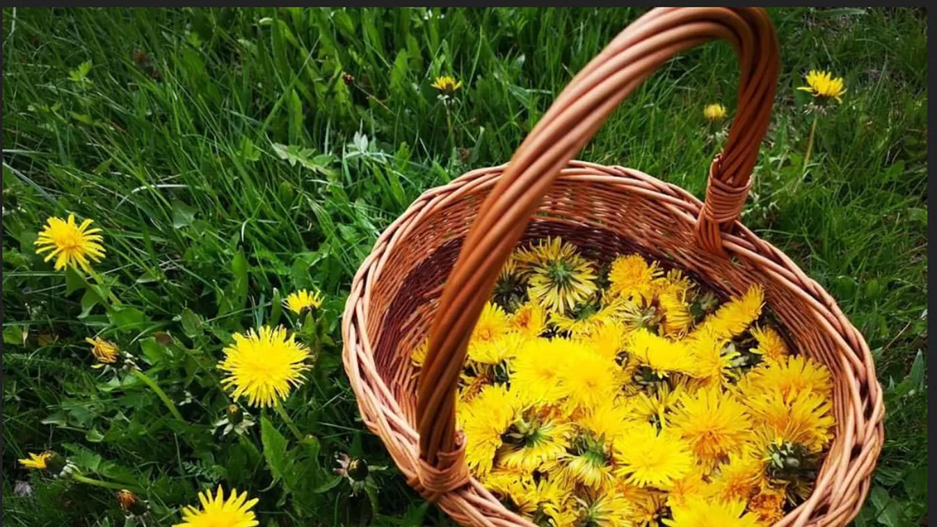 Ezért gyűjtsd egész nyáron a pitypangot