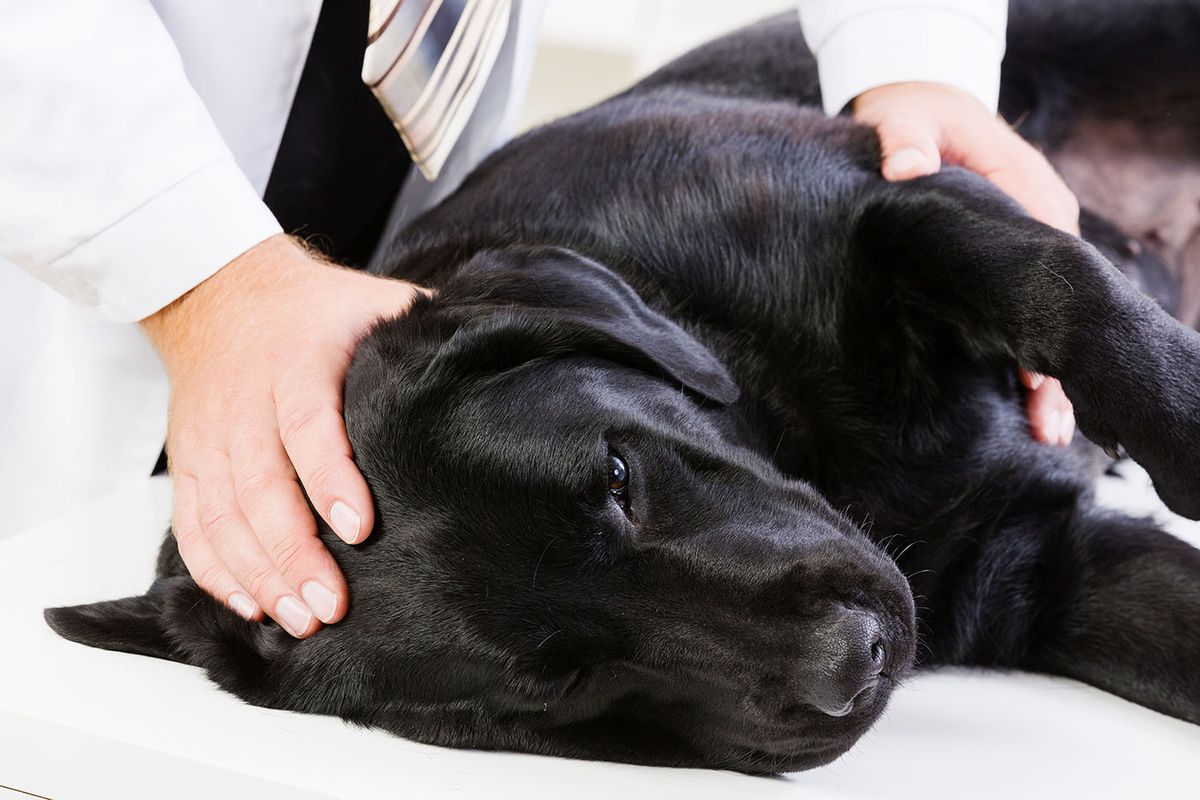 Labrador,Lying,On,Table,Checked,Up,By,Veterinarian