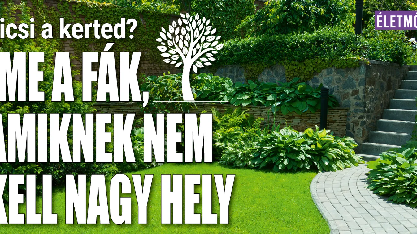 Kicsi a kerted? Fák, amiknek nem kell nagy hely