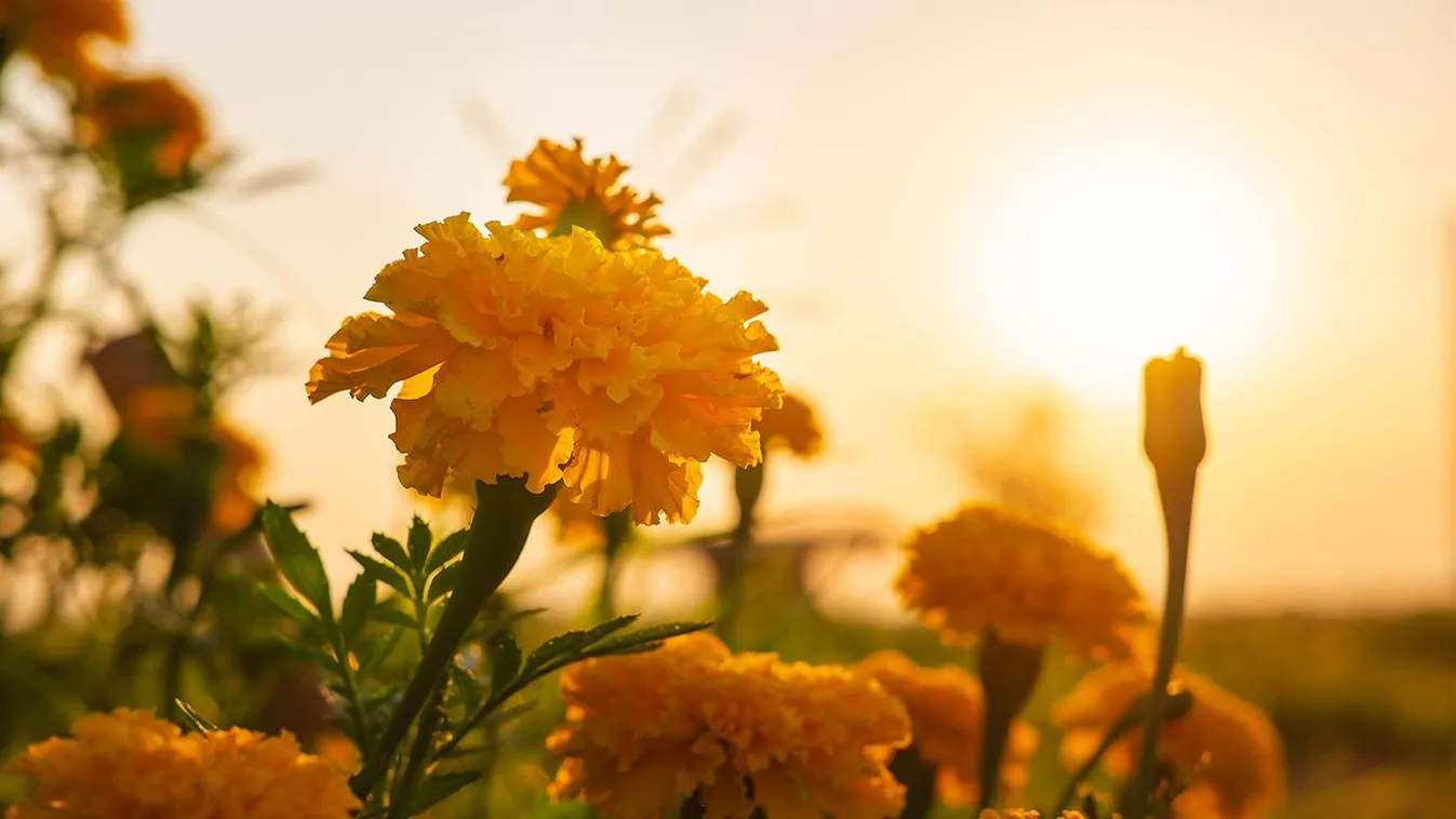 Ez az igénytelen virág megvédi a veteményt a levéltetvektől