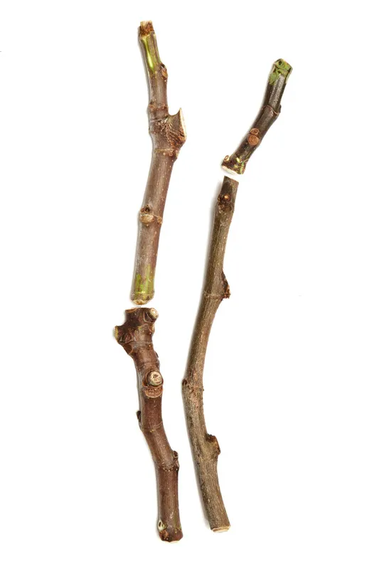 Fig,Tree,Black,Madeira,Cuttings