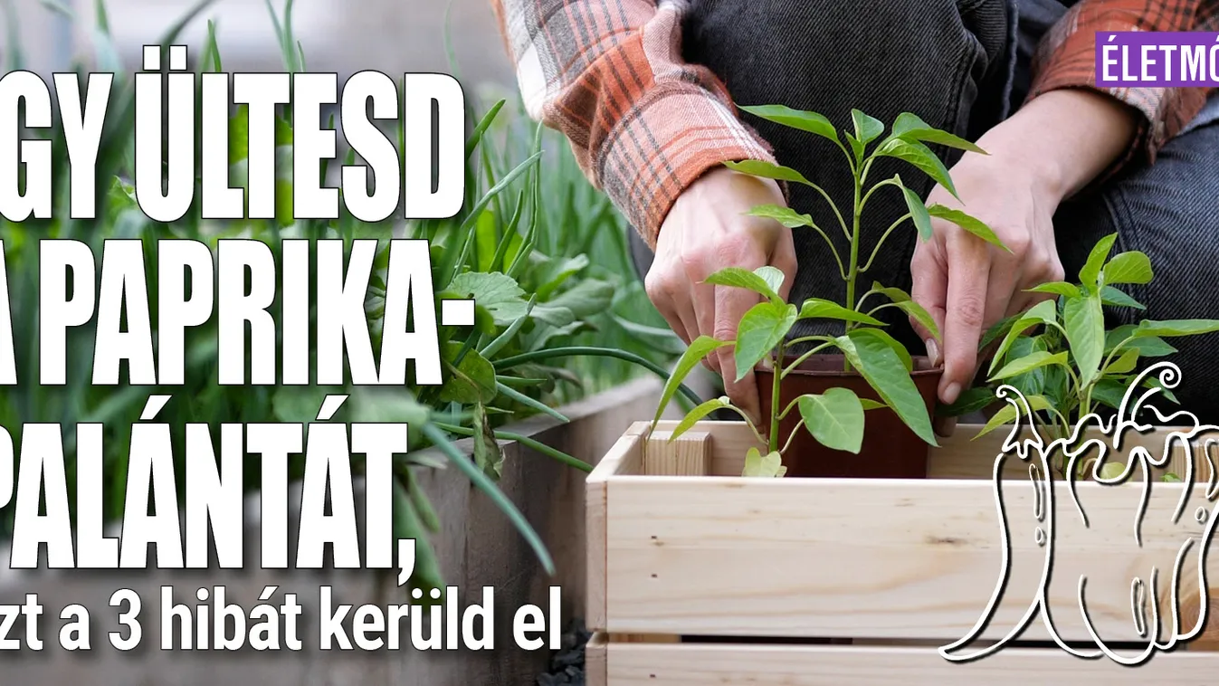 Így ültesd a paprikapalántát, ezt a 3 hibát kerüld el