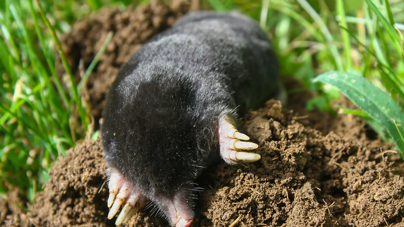 Elűznéd a kertből a vakondot? Most figyelj!