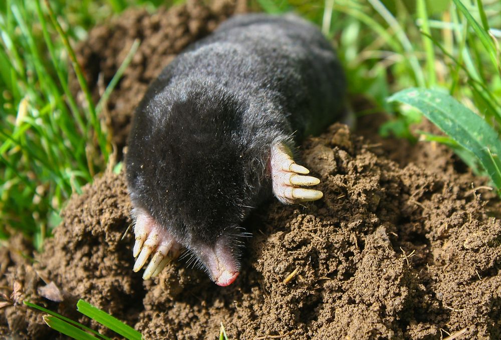 European,Mole,(talpa,Europaea),Is,A,Mammal,Of,The,Order