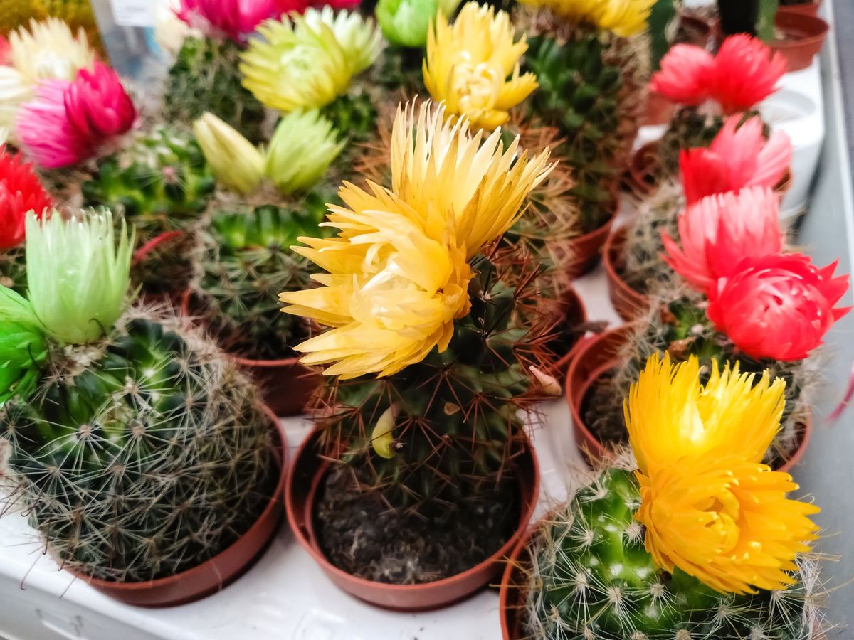 Blooming,Cacti,In,Pots,,On,A,Rack.,Colorful,Decorative,Flowers