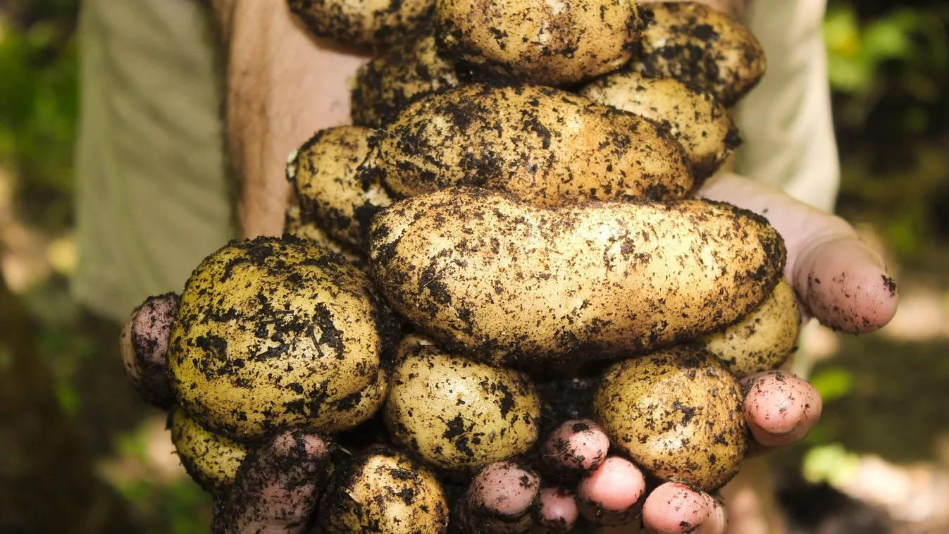 Ekkor kell felszedni a kertbe ültetett krumplit, mutatjuk a jeleket