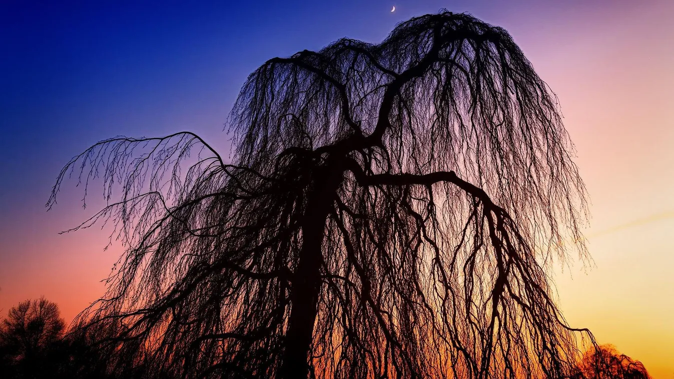 Meglepő magyar fejlesztés: Fűzfakéreg fájdalomcsillapításra