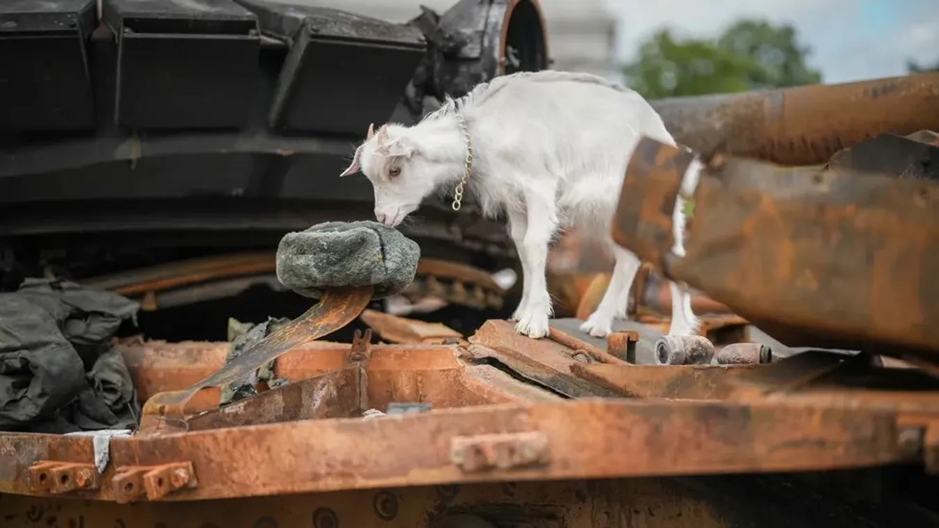 Ukrán hírszerzés: egy kecske 40 orosz katonát sebesített meg