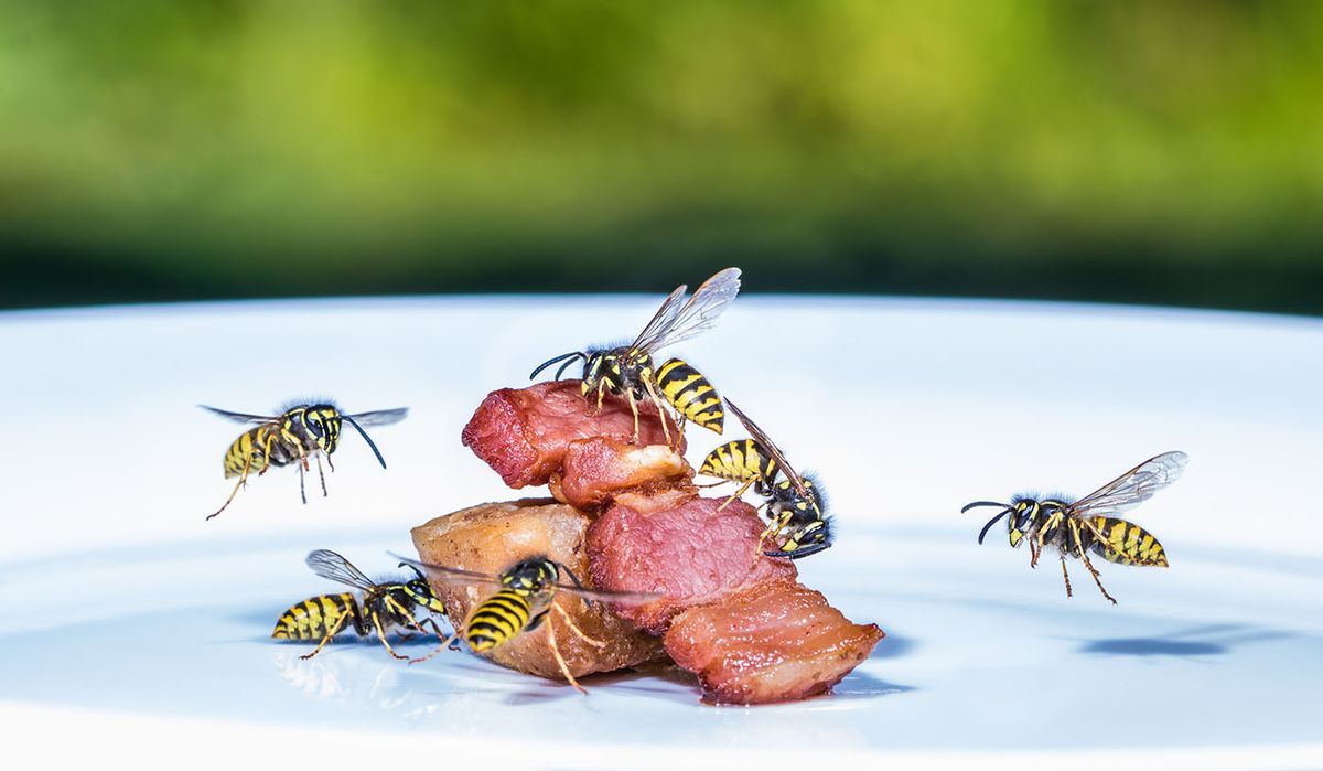 A,Swarm,Of,Wasps,Flies,On,A,Plate,And,Eats