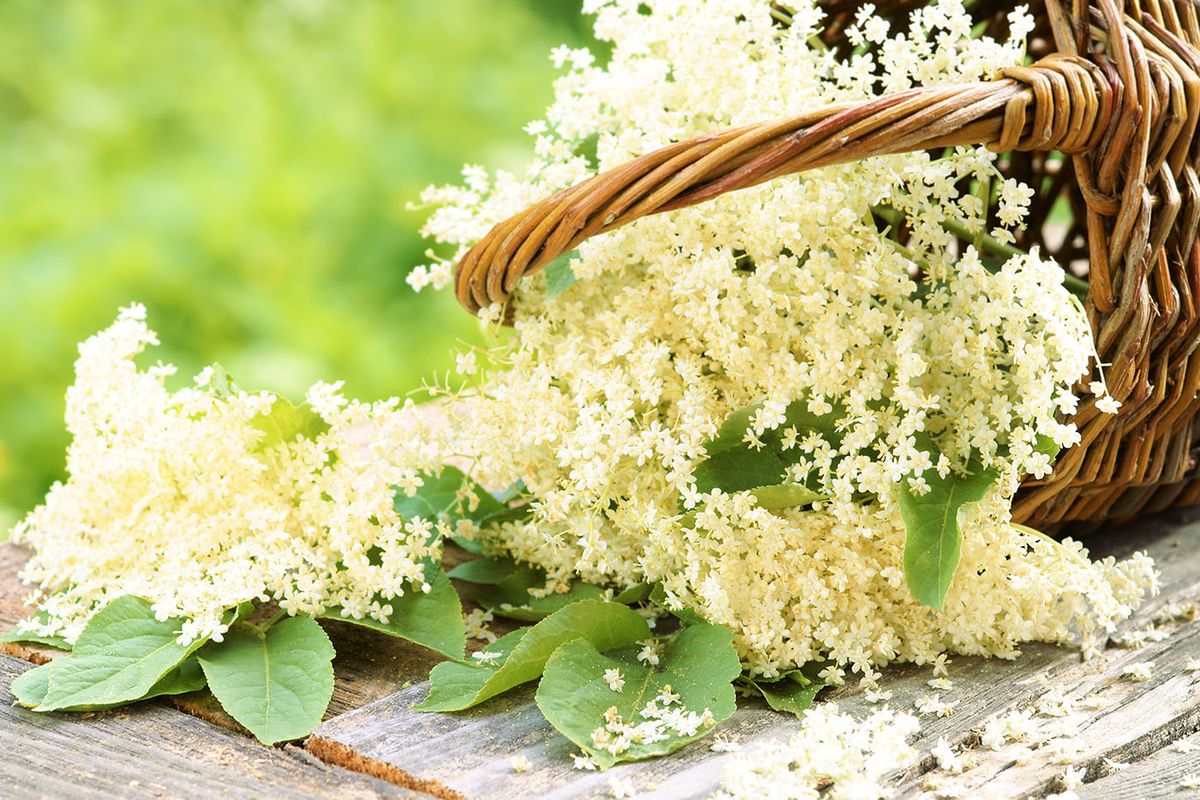 Elder,Flowers,And,Leaves,In,Basket,,Copy,Space