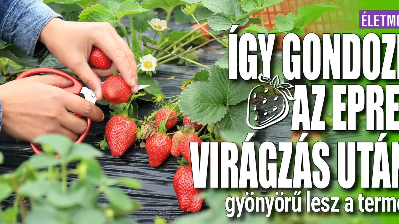 Így gondozd az epret virágzás után, gyönyörű lesz a termés