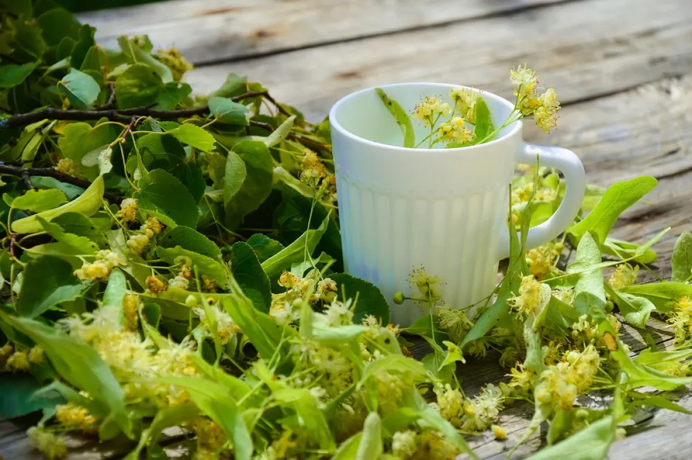 Collecting,And,Harvesting,Linden,Flowers.,Fragrant,Linden,Flowers,On,A