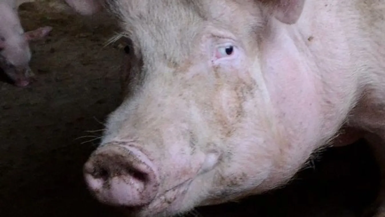 Horror a magyar sertéstelepen – Videó