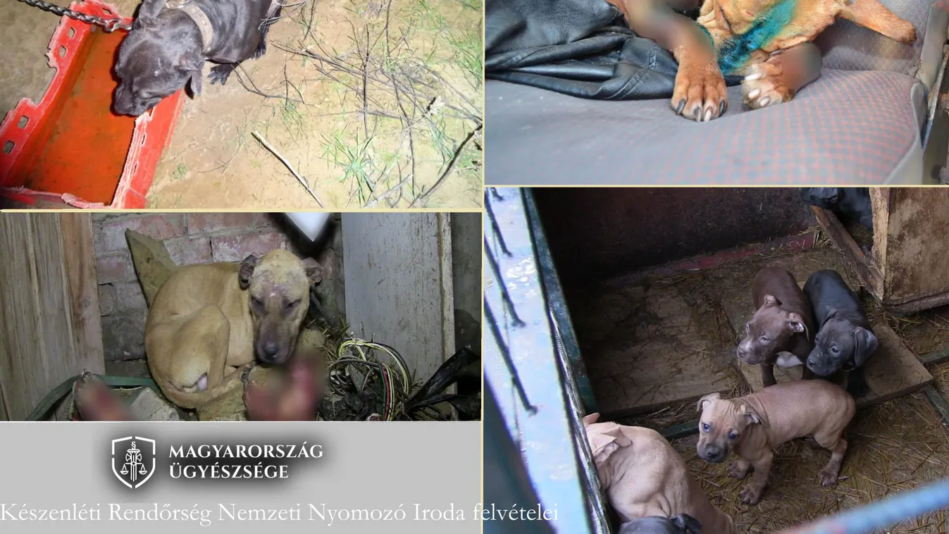 Brutális módon dolgoztak a magyar kutyaviadalok császárai