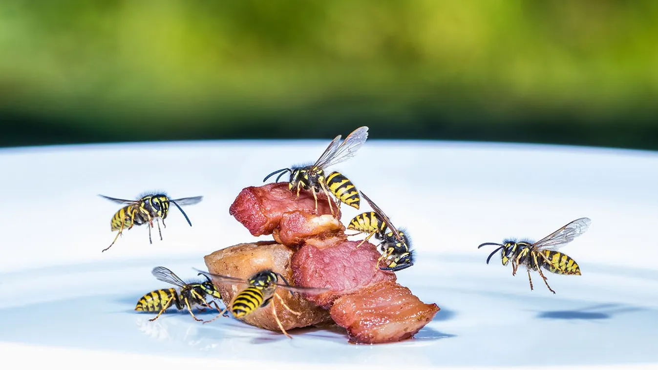 A,Swarm,Of,Wasps,Flies,On,A,Plate,And,Eats