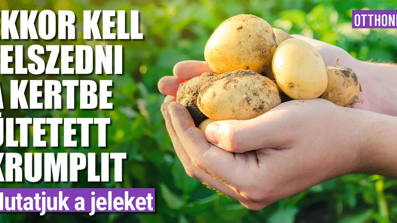 Ekkor kell felszedni a kertbe ültetett krumplit