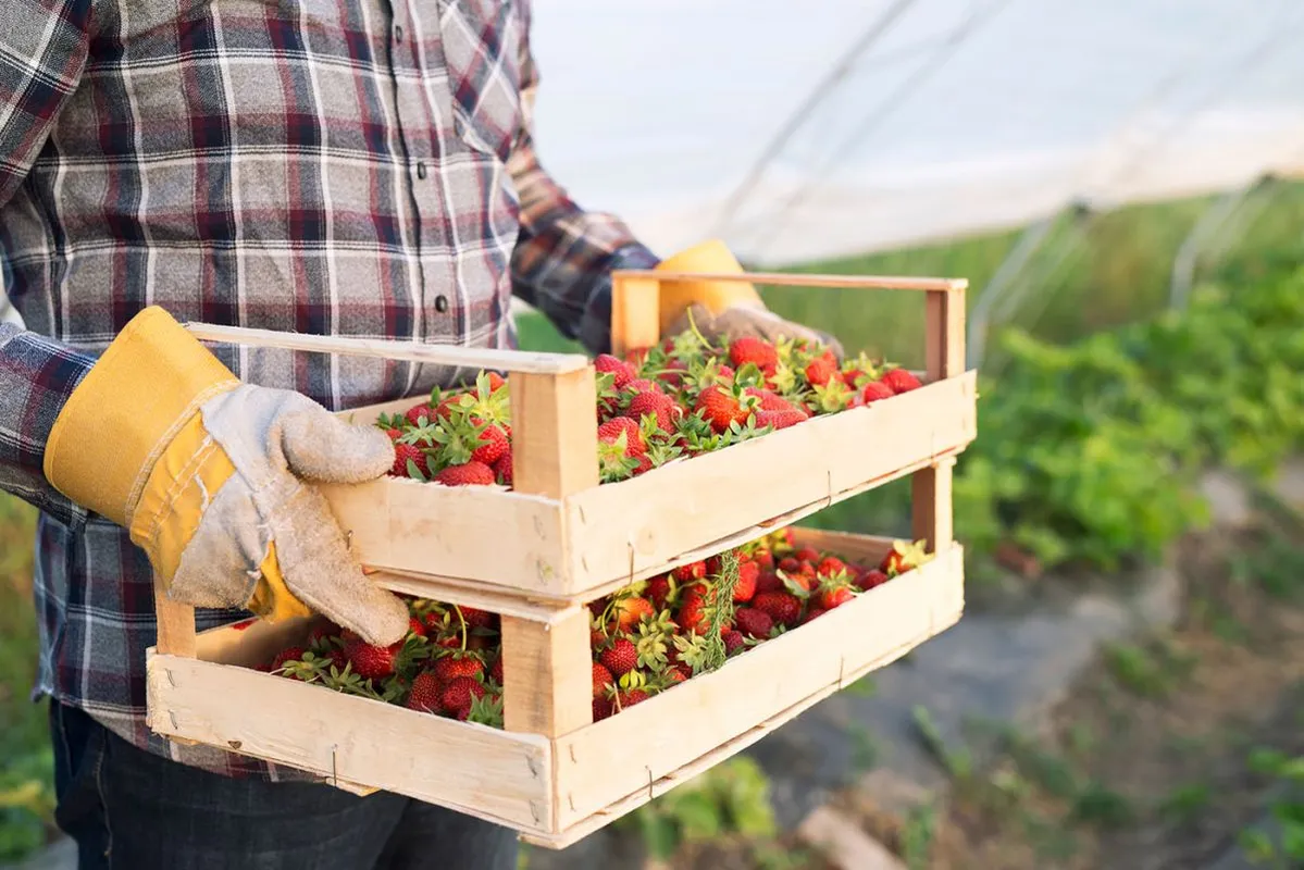 Shot,Of,An,Unrecognizable,Farmer,In,Casual,Clothing,Carrying,Crate