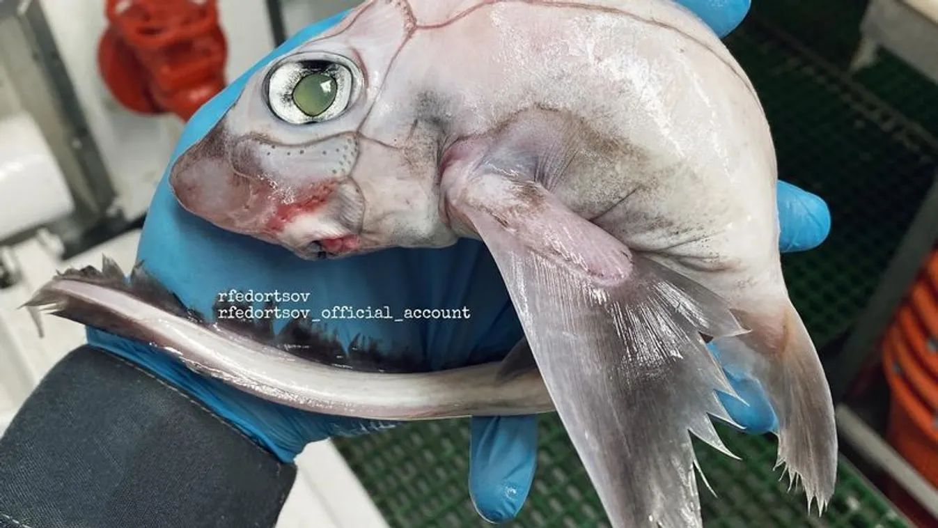 Ilyen rémisztő és undorító horrorhalat még soha életedben nem láttál - Fotó