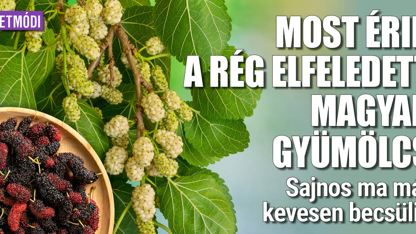 Most érik a rég elfeledett magyar gyümölcs
