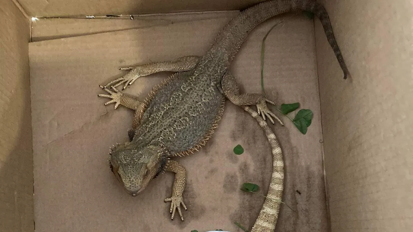 Félelmetes állatok kóboroltak Jákon