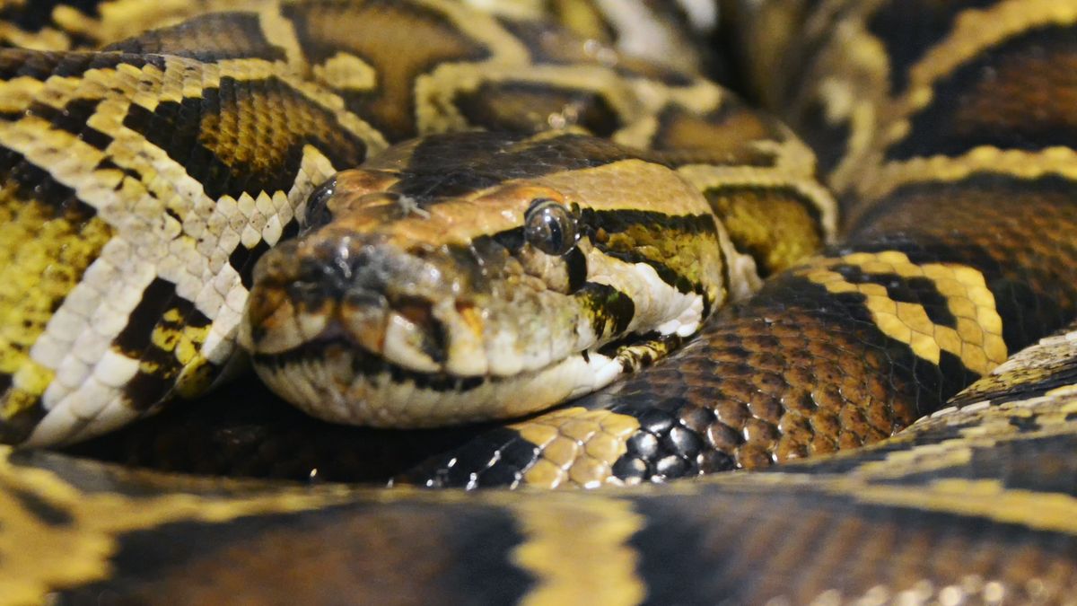 Closeup,Boa,Or,Python,On,Coiled,Snake